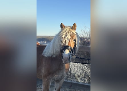 Haflinger, Merrie, 8 Jaar, 148 cm, Vos