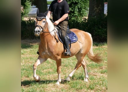 Haflinger, Merrie, 9 Jaar, 144 cm, Vos