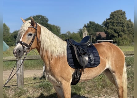 Haflinger, Merrie, 9 Jaar, 154 cm, Vos