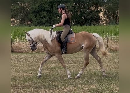 Haflinger, Merrie, 9 Jaar, 155 cm, Vos