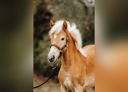 Haflinger, Merrie, veulen (03/2024), 152 cm