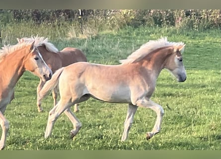 Haflinger, Merrie, veulen (04/2024), 154 cm, Vos