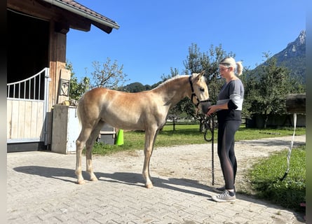Haflinger, Merrie, veulen (04/2023)