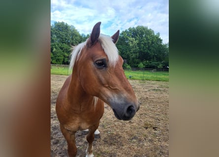 Haflinger, Ruin, 10 Jaar, 145 cm, Donkere-vos