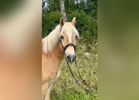 Haflinger, Ruin, 10 Jaar, 150 cm, Vos