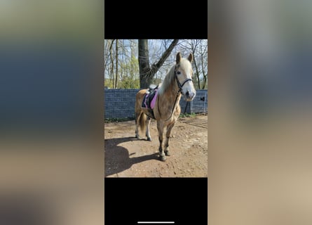 Haflinger, Ruin, 11 Jaar, 158 cm, Lichtbruin