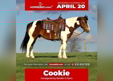 Haflinger, Ruin, 12 Jaar, 147 cm, Gevlekt-paard