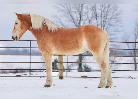 Haflinger, Ruin, 14 Jaar, 152 cm, Roodvos