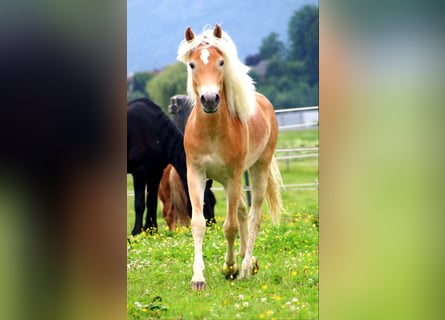 Haflinger, Ruin, 1 Jaar, 155 cm, Vos
