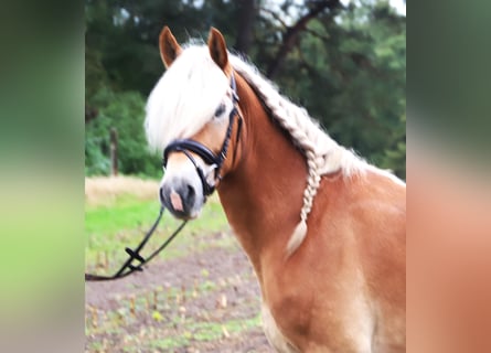 Haflinger, Ruin, 3 Jaar, 153 cm, Vos