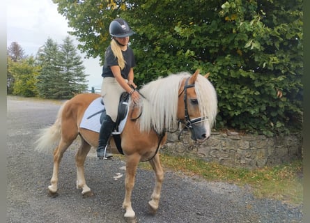 Haflinger, Ruin, 3 Jaar