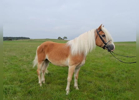 Haflinger, Ruin, 3 Jaar