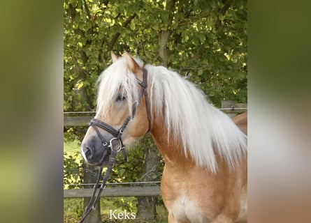 Haflinger, Ruin, 4 Jaar, 147 cm, Vos
