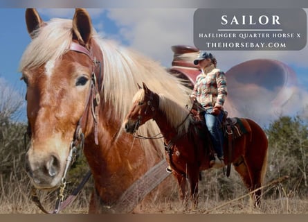 Haflinger Mix, Ruin, 4 Jaar, 150 cm, Roodvos