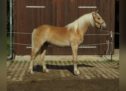 Haflinger, Ruin, 4 Jaar, 153 cm, Palomino