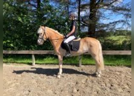 Haflinger, Ruin, 4 Jaar, 154 cm, Vos
