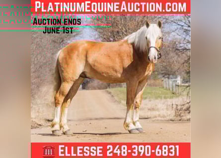 Haflinger, Ruin, 5 Jaar, 145 cm, Donkere-vos