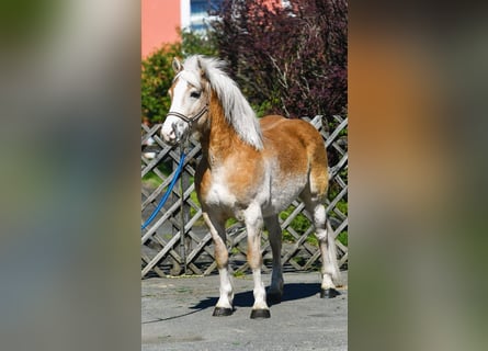 Haflinger Mix, Ruin, 5 Jaar, 147 cm