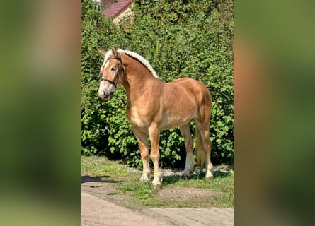 Haflinger Mix, Ruin, 5 Jaar, 150 cm, Vos