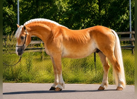 Haflinger, Ruin, 5 Jaar, 152 cm, Palomino
