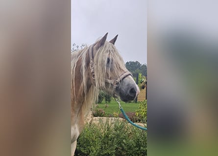 Haflinger, Ruin, 5 Jaar, 158 cm, Vos