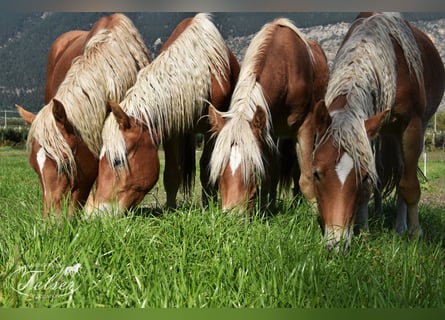 Haflinger, Ruin, 5 Jaar