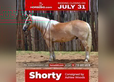 Haflinger, Ruin, 6 Jaar, 145 cm, Palomino