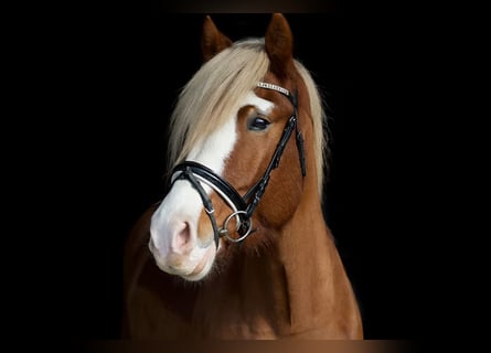 Haflinger, Ruin, 6 Jaar, 148 cm, Vos