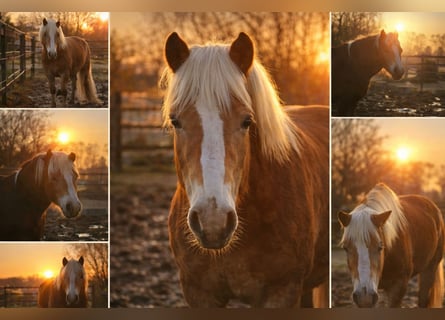 Haflinger, Ruin, 6 Jaar, 150 cm, Lichtbruin