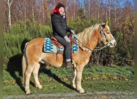 Haflinger, Ruin, 6 Jaar, 150 cm, Vos