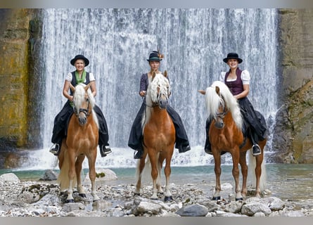 Haflinger, Ruin, 6 Jaar