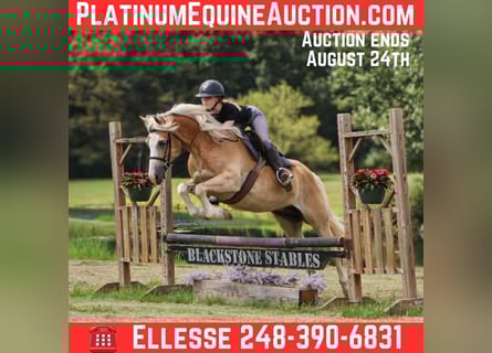 Haflinger, Ruin, 7 Jaar, 145 cm, Palomino