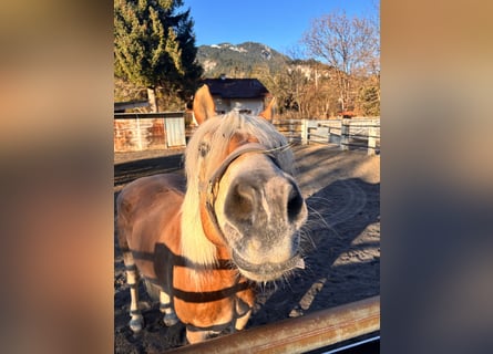 Haflinger, Ruin, 8 Jaar, 160 cm