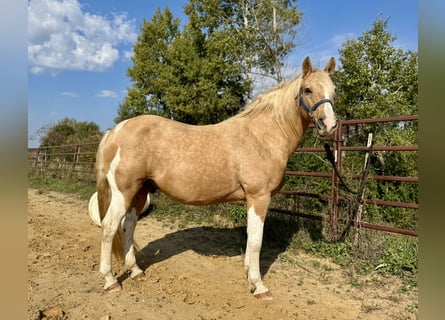 Haflinger Mix, Ruin, 9 Jaar, 145 cm, Palomino