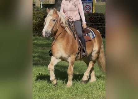 Haflinger, Ruin, 9 Jaar, 149 cm, Vos