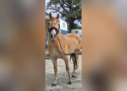 Haflinger, Ruin, 9 Jaar, 156 cm