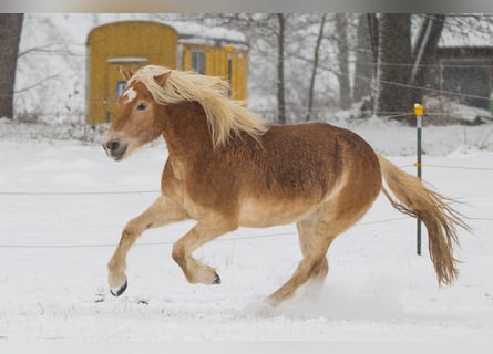 Haflinger, Ruin, 9 Jaar, 156 cm, Vos