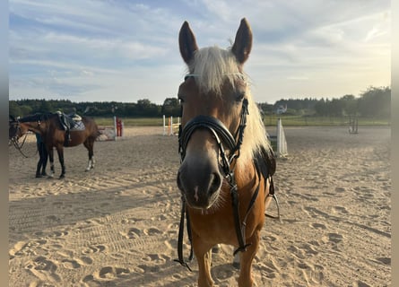 Haflinger, Semental, 15 años, 151 cm, Castaño