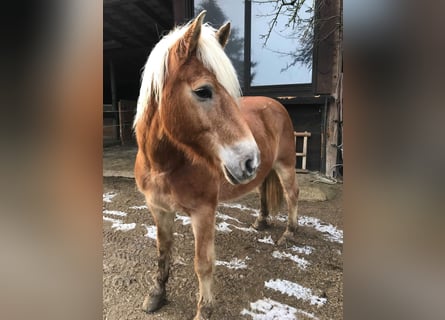 Haflinger, Semental, 19 años, 160 cm, Castaño claro