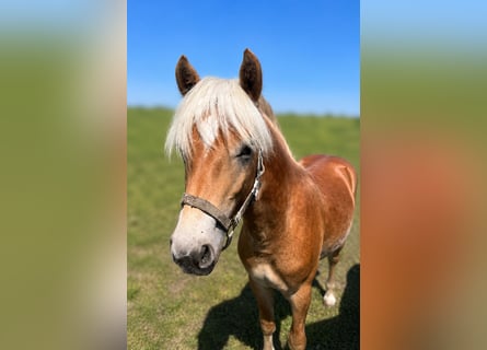 Haflinger, Semental, 1 año