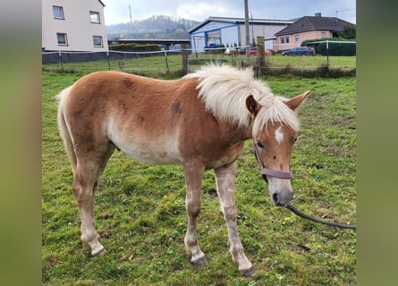 Haflinger, Semental, 1 año