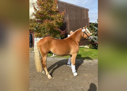 Haflinger, Semental, 2 años, 145 cm, Alazán