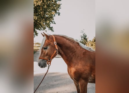 Haflinger, Semental, 2 años, 146 cm, Alazán-tostado