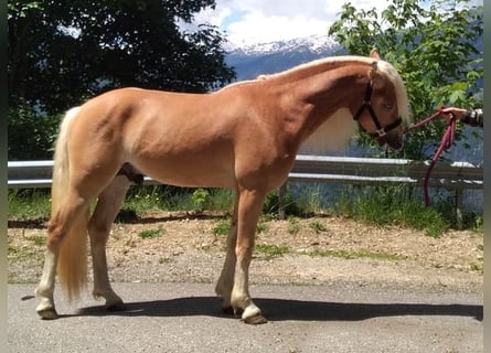 Haflinger, Semental, 2 años, 148 cm, Alazán