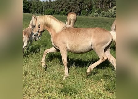 Haflinger, Semental, 2 años, 150 cm