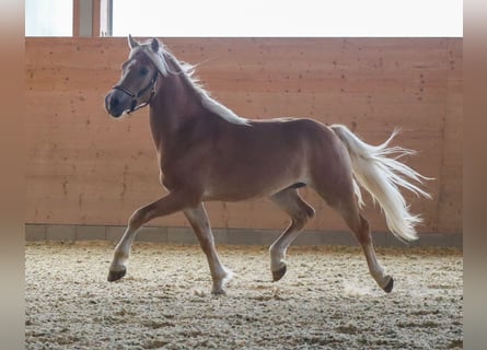 Haflinger, Semental, 2 años, Alazán