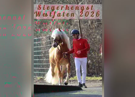 Haflinger, Semental, 3 años, 145 cm, Alazán
