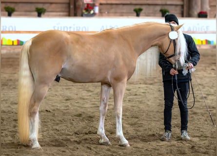 Haflinger, Semental, 3 años, 152 cm, Alazán