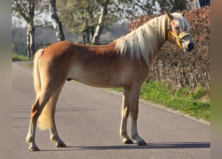 Haflinger, Semental, 3 años, 153 cm, Palomino