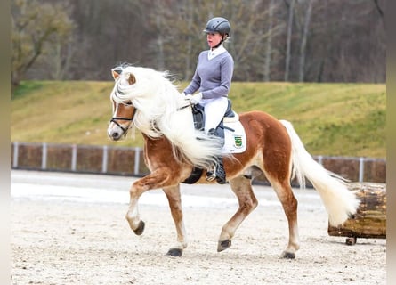 Haflinger, Semental, 15 años, 148 cm, Alazán
